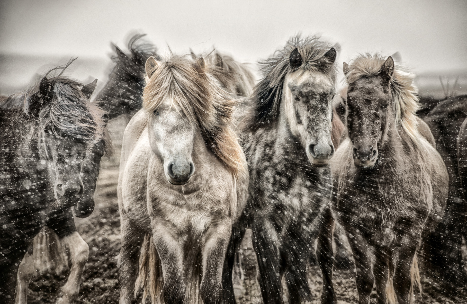 04 Icelandic Horses
