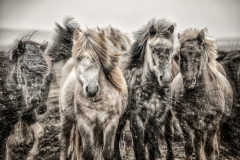 04 Icelandic Horses