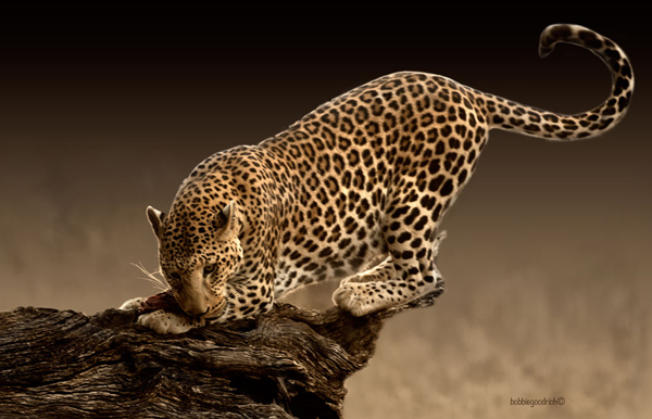 Africat - Leopard