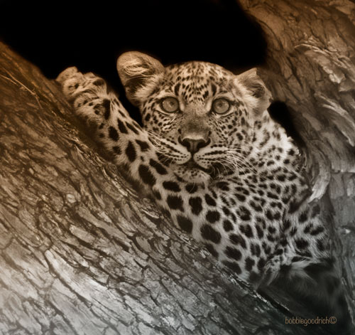 Leopard © Bobbie Goodrich 2012