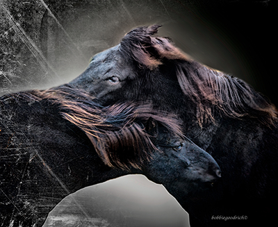 icelandic_black_horses.jpg