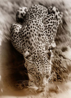 Botswana Leopard - © Bobbie Goodrich