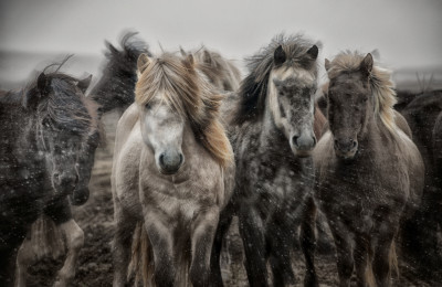 "Icelandic Horse Roundup" - Bobbie Goodrich © 2014