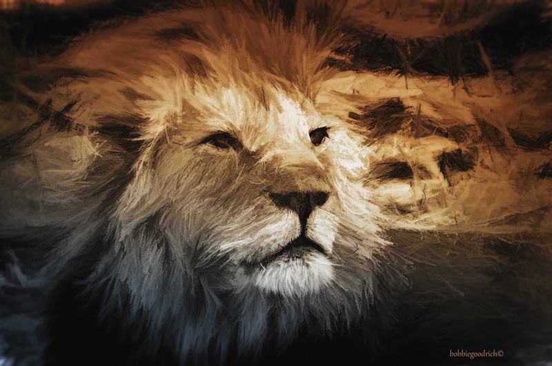 Lion, Namibia © Bobbie Goodrich 2014