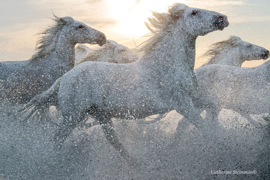 CAMARGUE_gallop-white-horses