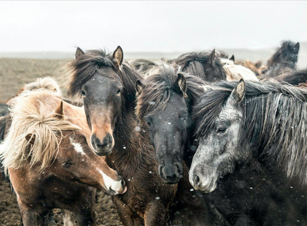 five icelandic horses