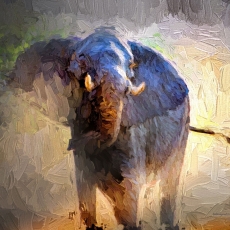 Elephant Portrait
