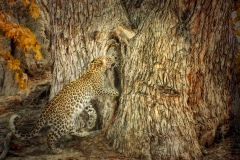 Leopard-Botswana