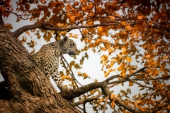 Leopard in Tree - Botswana