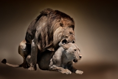 Lions Mating-Kenya