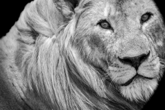 Lion Profile