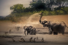 Elephants Zambia-Luwanga  Natl Pk