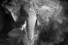ELEPHANT-Masi Mara  Kenya