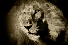 16x20 LION PORTRAIT SEPIA