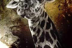 20x30 AFRICA GIRAFFEE