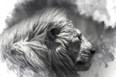 20x30 AFRICA LION PORTRAIT