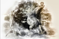 20x30 CAMARGUE STALLIONS