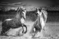 20x30 CAMARGUE water STALLIONS