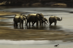 20x30 ZAMBIA RIVER ELEPHANTS