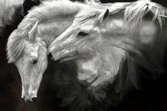 20x30 tender moment Camargue