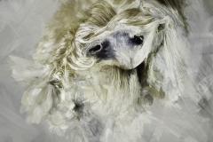 26x30 CAMARGUE PORTRAIT