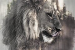30x34 profile lion