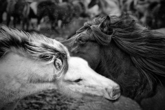 KISSES