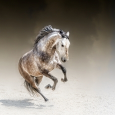 LUSITANO performance  PORTUGAL