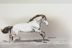 LUSITANO BEAUTY