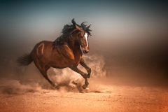 GATHERING DUST