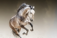 LUSITANO performance  PORTUGAL