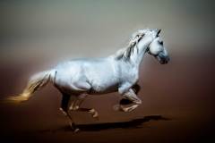 WHITE LUSITANO 2