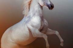 WHITE  LUSITANO 1