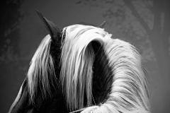 PERUVIAN PASO
