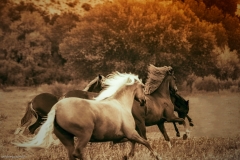 PERUVIAN PASO GALLOP