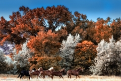 PERUVIAN PASO FALL LEAVES