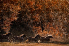 PERUVIAN PASO AUTUMN RUN