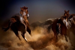 MUSTANGS  KICKIN DUST