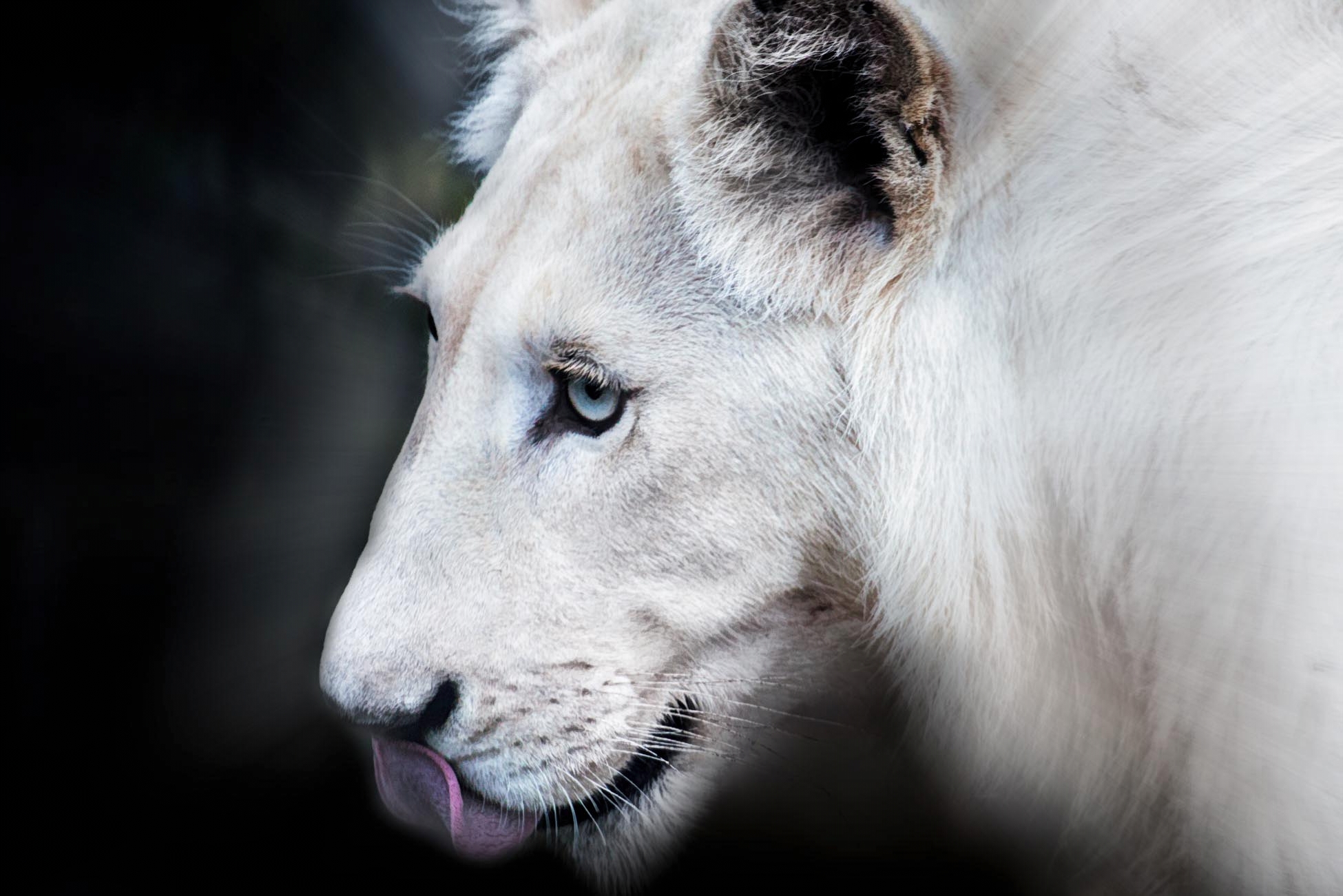 White Lions 1