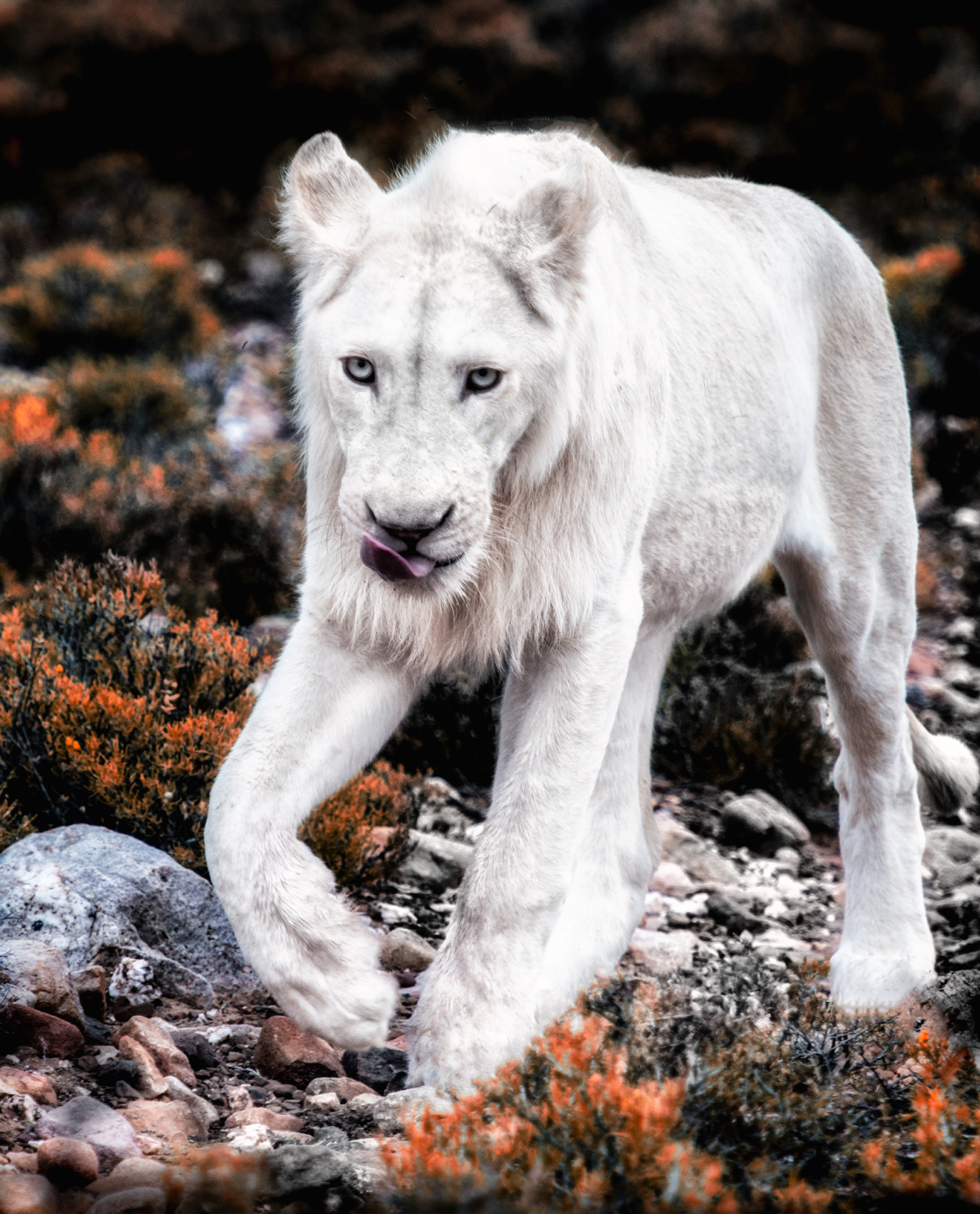 White Lions 2