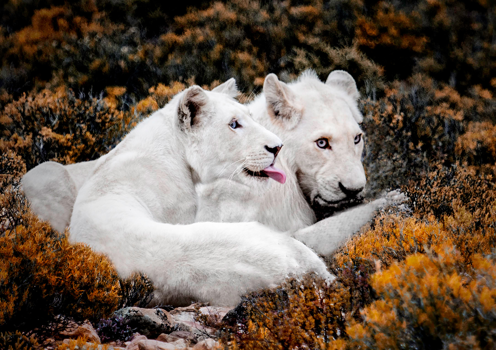 White Lions 3