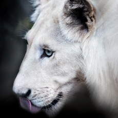 SANBONE -SOUTH AFRICA  PORTRAIT