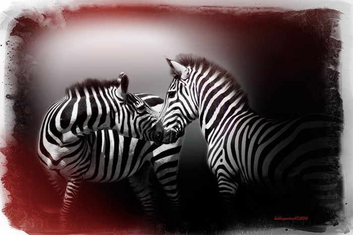 Zebras-final.jpg