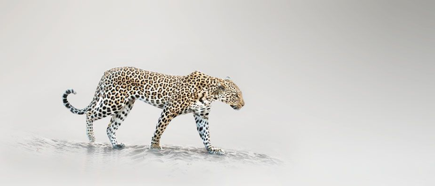 walking-leopard.jpg